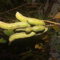 Mucuna pruriens var. utilis (Wall. ex Wight) Baker ex Burck